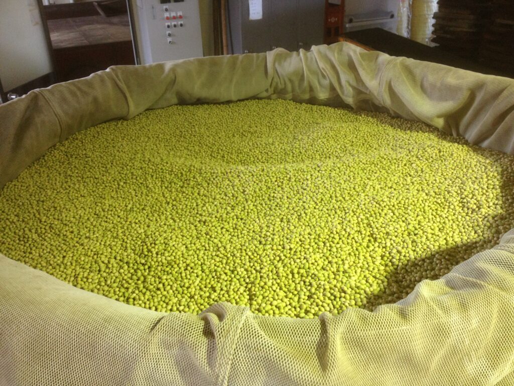 Soybeans prepared for Hamanatto fermentation