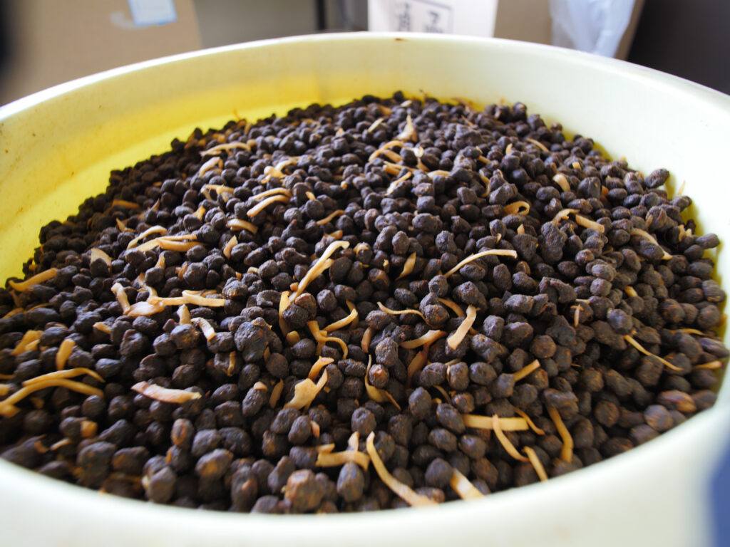 Close-up of naturally fermented Hamanatto rich in glutamic acid