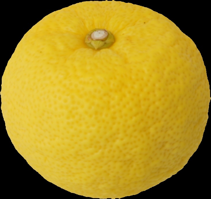 Fresh Japanese yuzu displayed with premium traditional ingredients.
