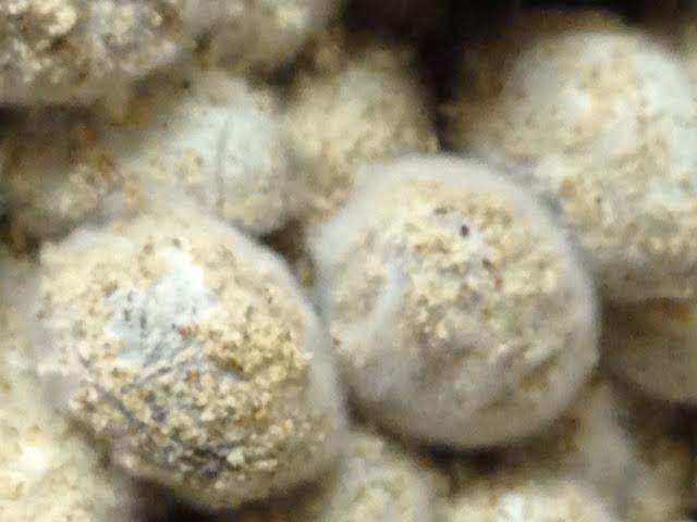 Soybeans covered with koji mold during the Hamanatto fermentation process