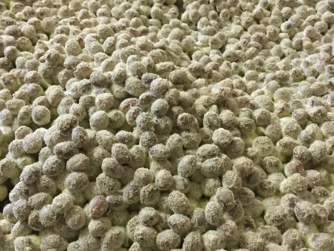 soybeans started to ferment