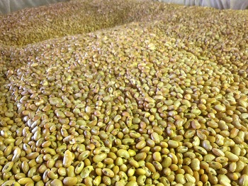steamed soybeans