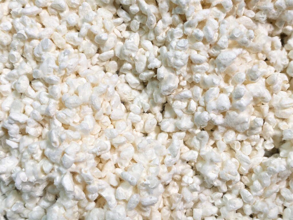Aspergillus oryzae, the koji mold responsible for Hamanatto fermentation