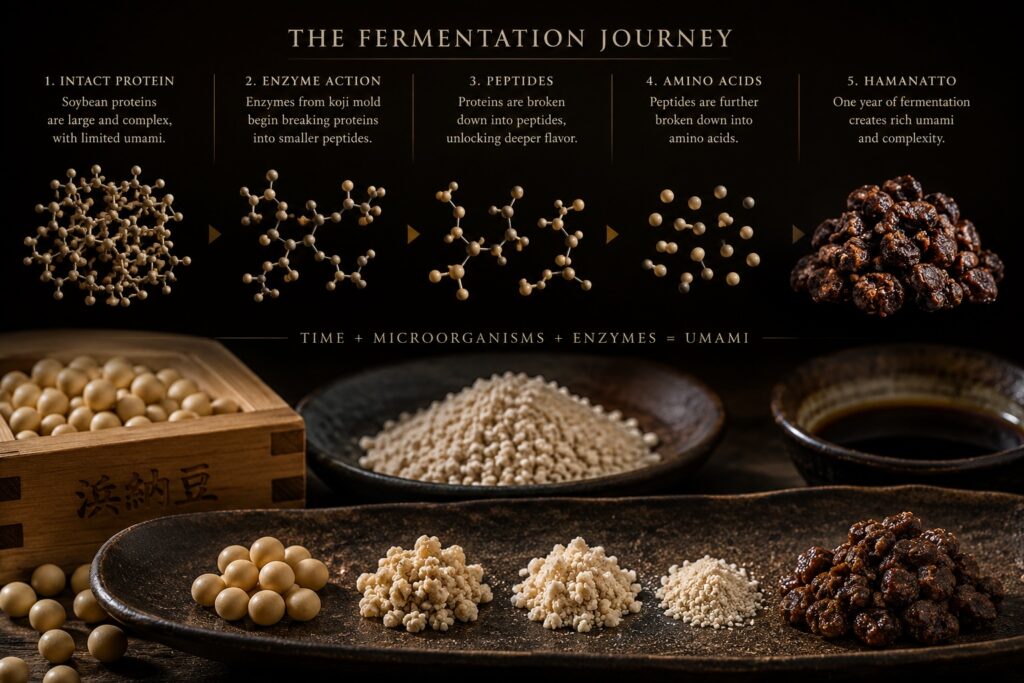 Protein molecules gradually breaking into free amino acids during soybean fermentation.
