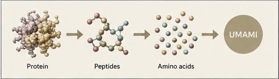 Infographic showing soybean proteins being broken down into peptides and amino acids during fermentation